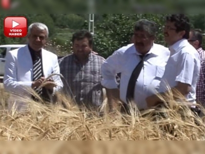 Denizlide hasat bayramı