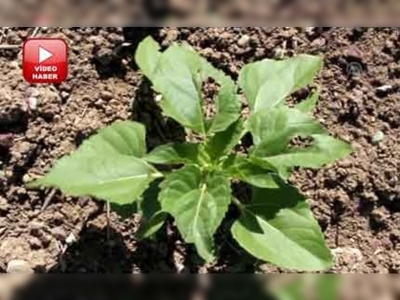 Çankırıda çekirge istilası