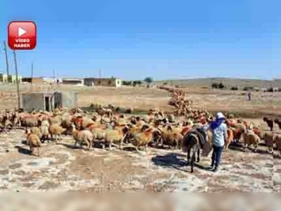 Türkiyenin damızlık koyunları Şanlıurfa'da yetişiyor