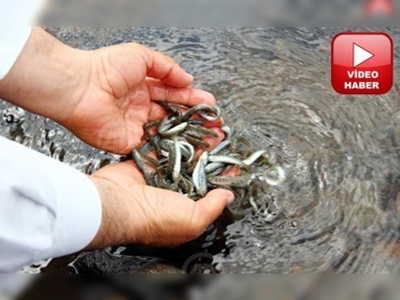 Ardahanın derelerinde anaç alabalık toplandı 