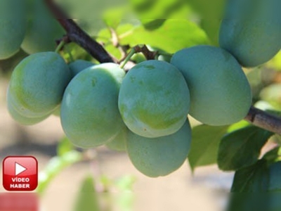 Andırın ilçesinde yetiştirilen erikler büyük beğeni topluyor