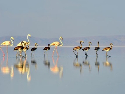 Flamingo cenneti  Tuz Gölü