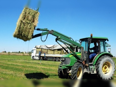 Türkiye'nin Yonca İhtiyacını Aksaray Karşılıyor