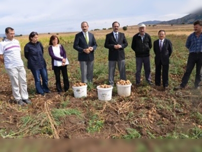Amasyada organik beyaz patates yetiştiriciliği