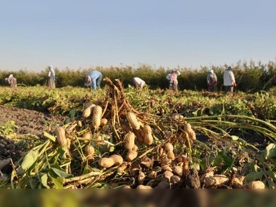 Yer fıstığı hasadı başladı 