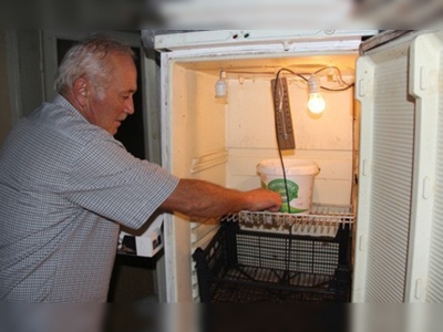 Buzdolabında 300 bıldırcın üretti