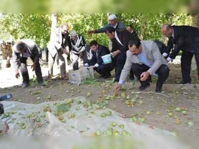 Adilcevazda ceviz hasadı başladı