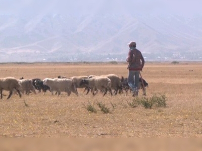 Hakkaride hayvan sayısı yüzde 50 arttı