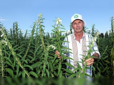 Susamda yerli tohum çeşitleri geliyor 