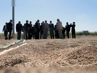 Çankırıda çeltik hasadı başladı 