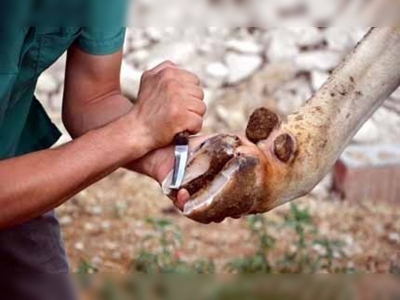 İneklerde süt verimini artıran yöntem