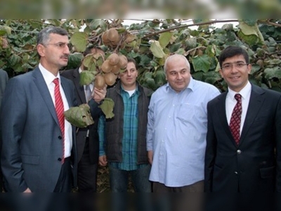 Kastamonu'da kivi hasat şöleni