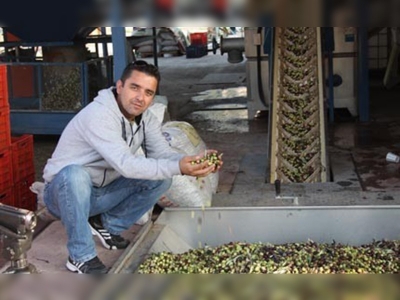 Foça'da 2013 yılının ilk zeytinyağı üretildi