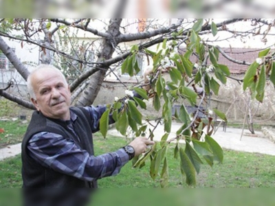 Kışın ortasında kiraz ağaçları çiçek açtı
