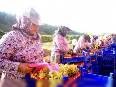 Üzüm en fazla ihraç edilen meyve 