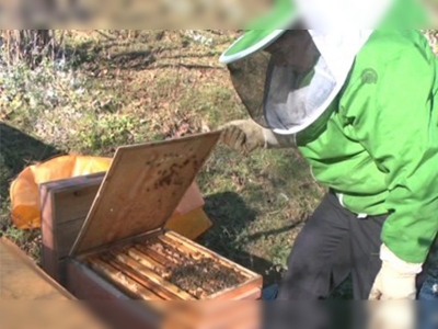 Kar yağışı arıların 