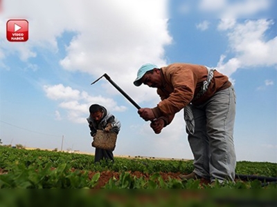 İsrail'den Gazzeli çiftçilere tarım engeli     