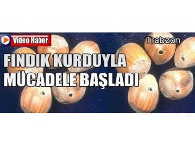 Fındık Kurduyla Mücadele Başladı