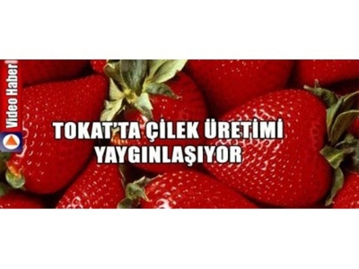 Gaziosmanpaşa Üniversitesi'nden Çilek Üretimine Bilimsel Destek