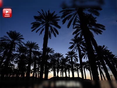 İsrail'in çöldeki modern tarım çiftlikleri      