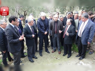 Akhisarda zeytin tarla günü düzenlendi