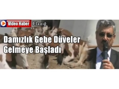 Damızlık Gebe Düveler Gelmeye Başladı