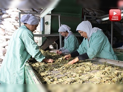 Mersinde yeni sezon defne ihracatı başladı 