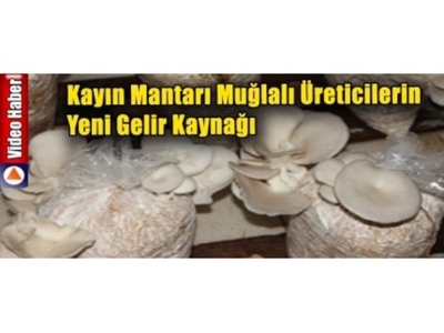 Çiftçinin Yeni Gözdesi 