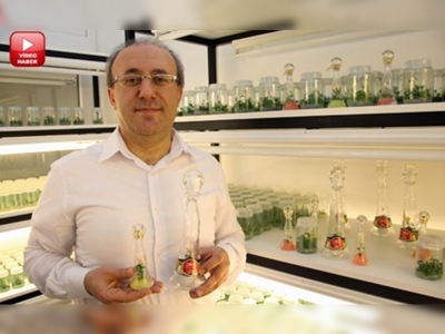 Sevgiliye solmayan gül 