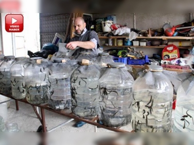 Samsundan tıbbı sülük ihracatı