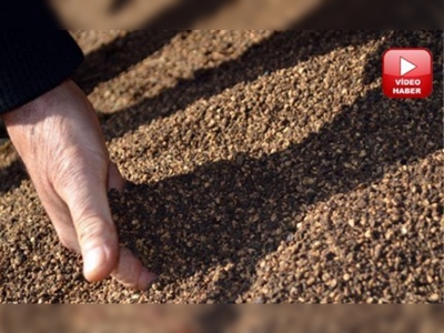 Pirina yağı ihracatı yüzde 204 arttı