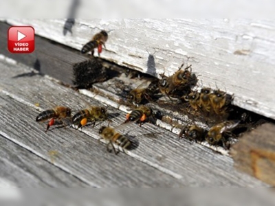 İşte arıların polen taşıma anı