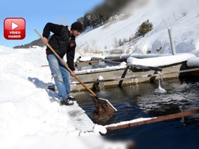 Eksi 35 derecede balık yetiştiriyorlar