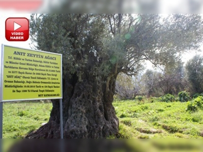 1300 yıllık zeytin ağacı
