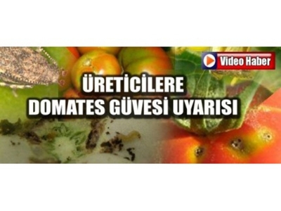 Üreticilere Domates Güvesi Uyarısı