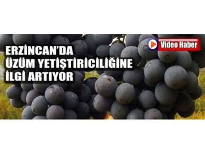 Erzincanda Üzüm Yetiştiriciliğine İlgi Artıyor