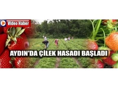 Aydın'da Çilek Hasadı Başladı
