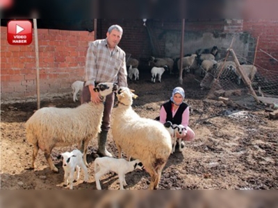 Üç kuzuyla sürü sahibi oldu
