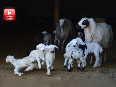 Kuzular baharı müjdeledi