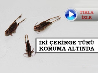 İki çekirge türü koruma altına alınacak
