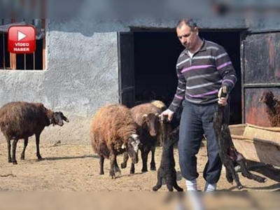 Besiciler kuzularını ahırlardan çıkarmaya başladı