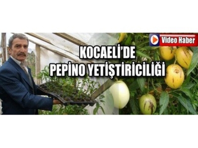 Kocaeli'de Pepino Yetiştiriciliğine İlgi Artıyor