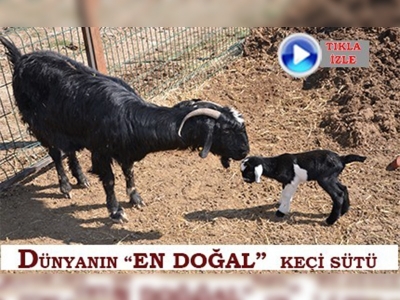Honamlı keçi ırkı ilk yavrularını verdi