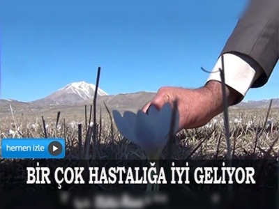 Kardelen çiçeklerini şifa için topluyorlar 