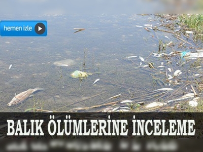 Aksu Nehri'ndeki balık ölümlerine inceleme