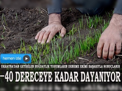 Soğuğa dayanıklı buğday çiftçiye umut verdi