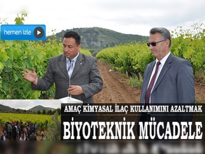 Manisada salkım güvesine karşı biyoteknik mücadele