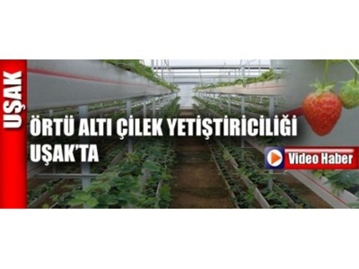 Örtü Altı Çilek Yetiştiriciliği Uşak'ta