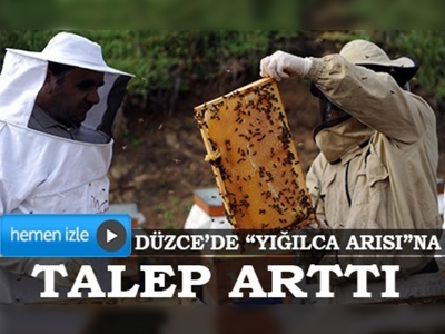 Düzcede  Yığılca arısına talep arttı
