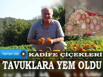 Kadife çiçekleri tavuklara yem oldu